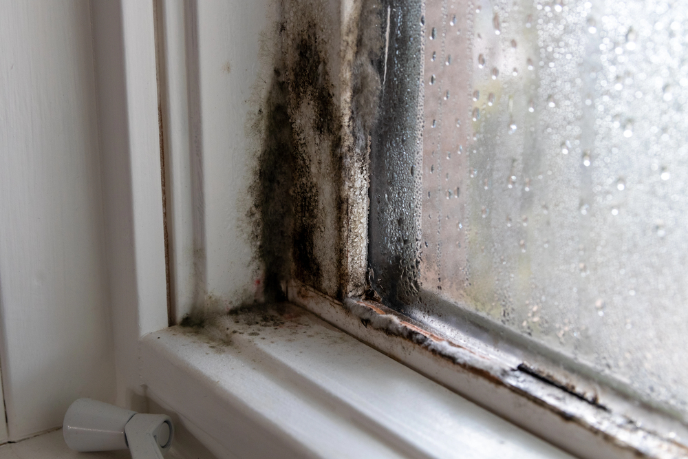 Black mold growth on white window frame with condensation on glass, showing moisture damage and deteriorating paint.
