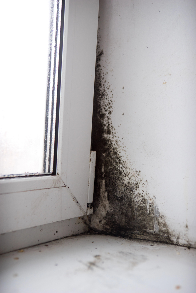 Black mold growth spreading across white interior wall corner near a window with condensation moisture damage
