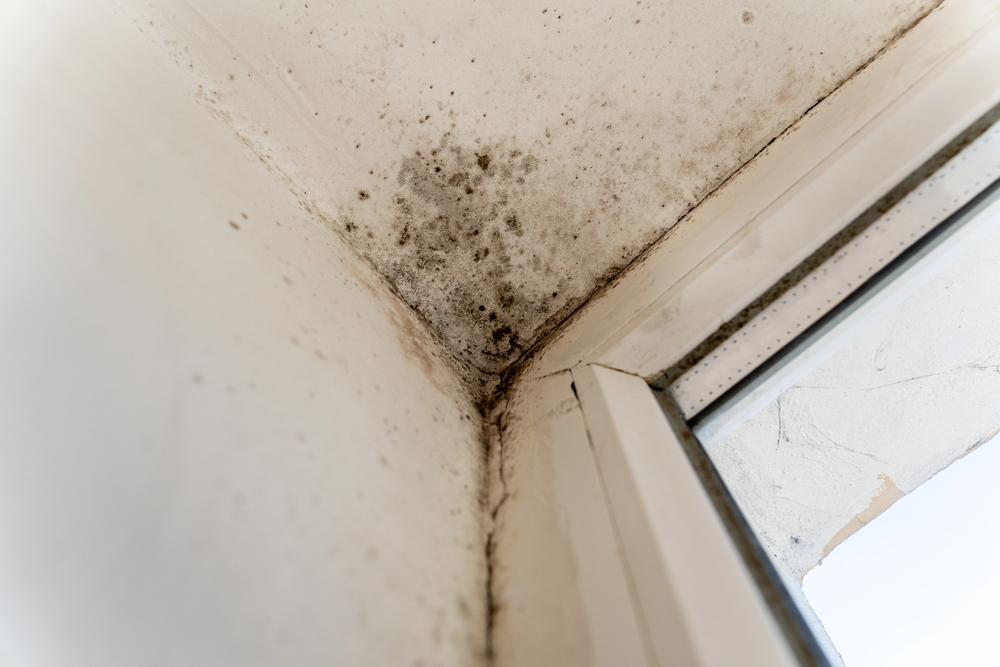 Black mold growth in ceiling corner near window frame, showing dark spots and staining on white walls