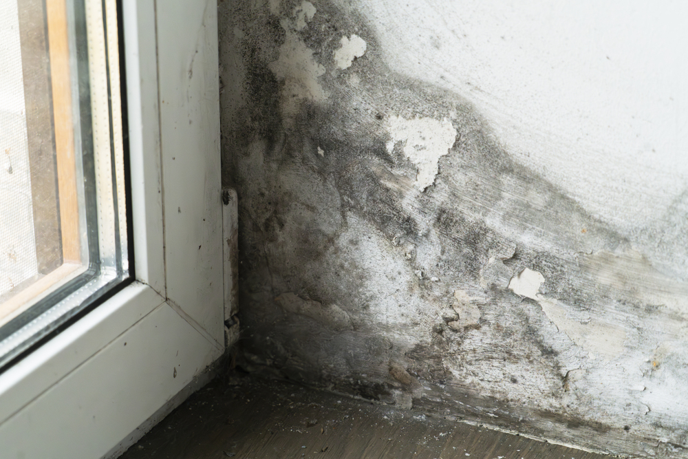 Black mold growth and peeling paint on a damp interior wall beside a window, showing severe moisture damage.