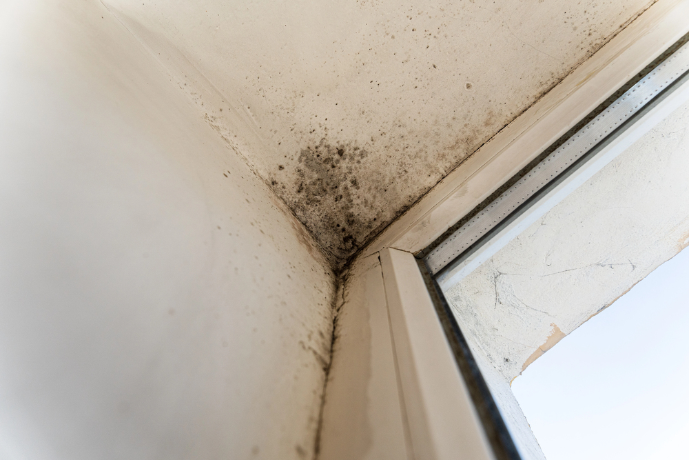 Black mold growing in the corner where ceiling meets wall near a window frame