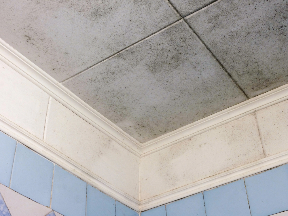 Mold growth on bathroom ceiling tiles above blue and white tiled walls, showing dark spots and discoloration